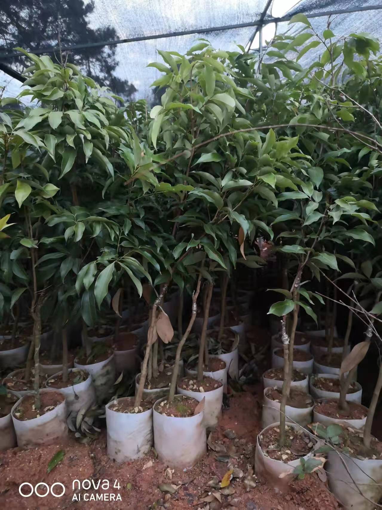 白糖罂荔枝嫁接苗，早熟品种，产量高，稳产