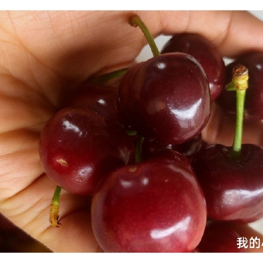 烟台自家凉地大樱桃