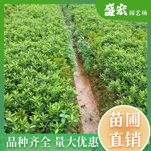 长沙春鹃小苗，色块地被苗，基地直销，货源充足，诚信经营，量大从优