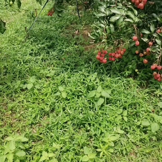 灵山县白糖罂