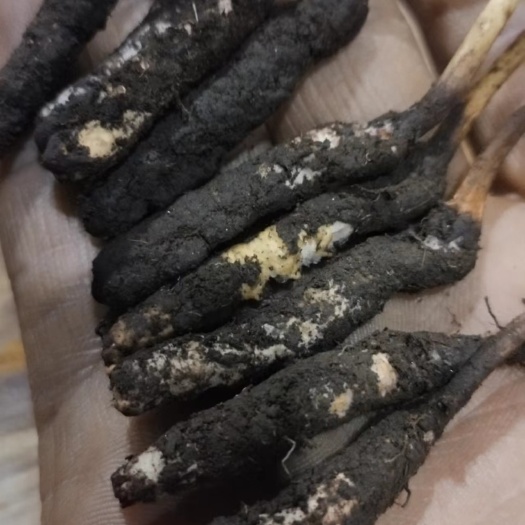 门源县新鲜高原冬虫夏草