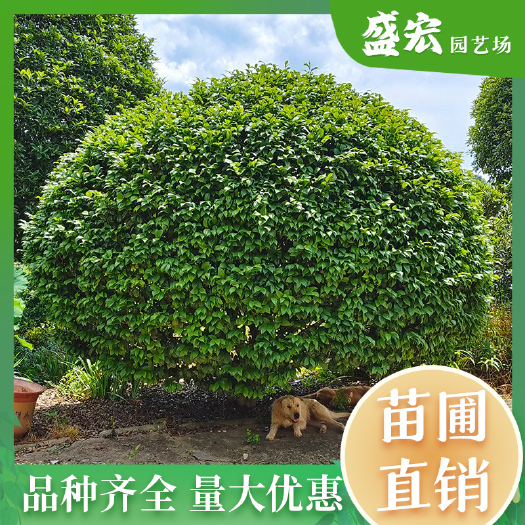 长沙湖南花卉木直销精品茶花球公园园林庭院道路工程绿化大球形茶花树