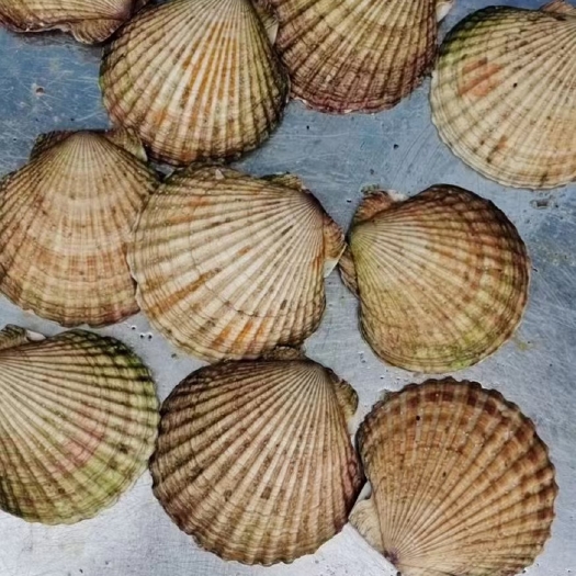 青岛俄罗斯大扇贝