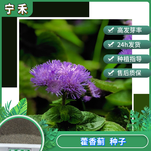 南京藿香种子 藿香蓟种子 凉血草 盆栽景观地被植物 蓝花冠花籽