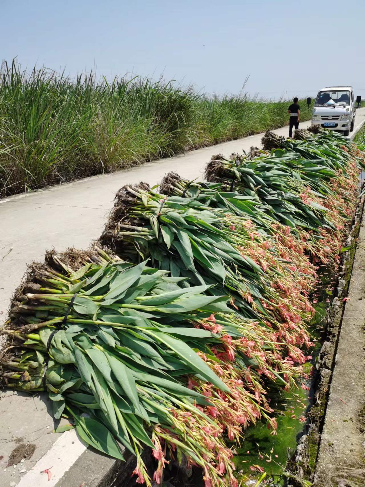 白美人狼尾草 觀賞草，基地大量供應(yīng)