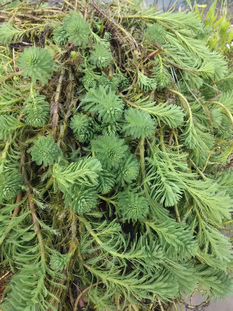 狐尾藻