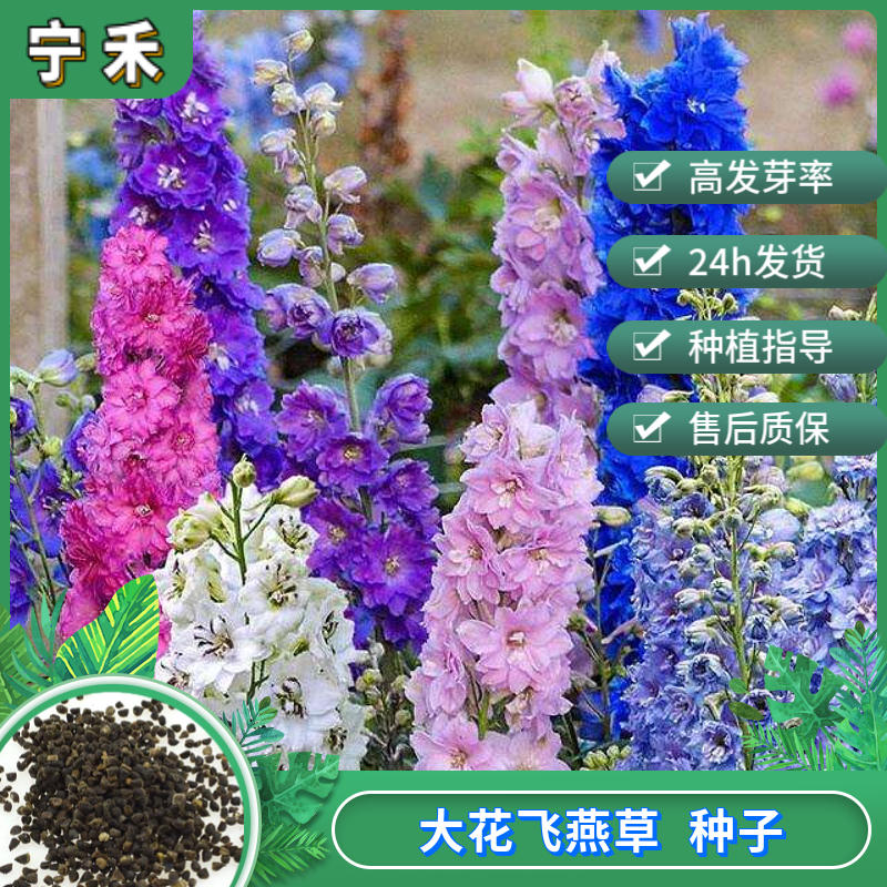 南京飞燕草种子 大花翠雀种子 室外庭院观赏花卉种子