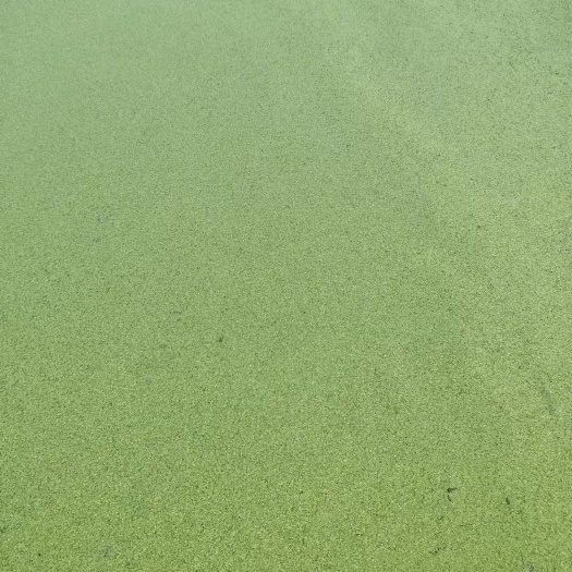 桂林小浮萍