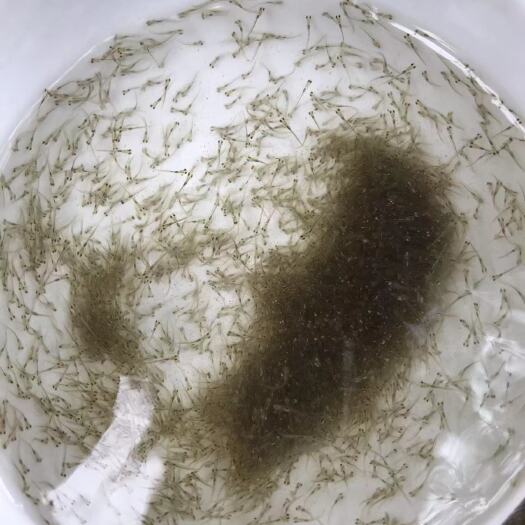 广州广草水花，草鱼水花，产地直供，全国陆空发货