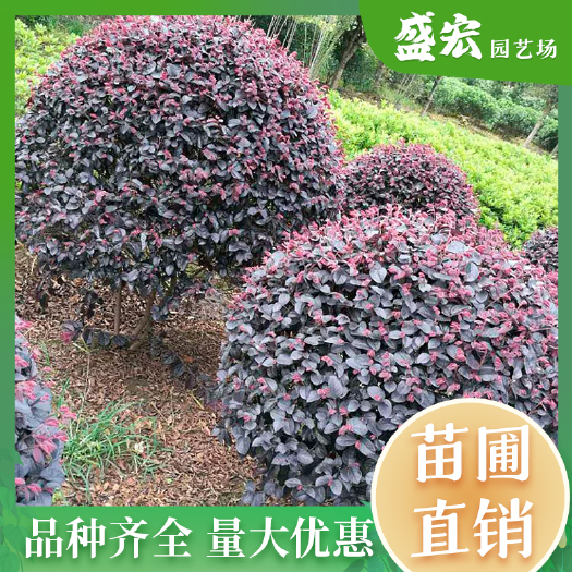 长沙苗圃批发 红花继木球 产地基地价格 道路小区别墅绿化色块绿篱
