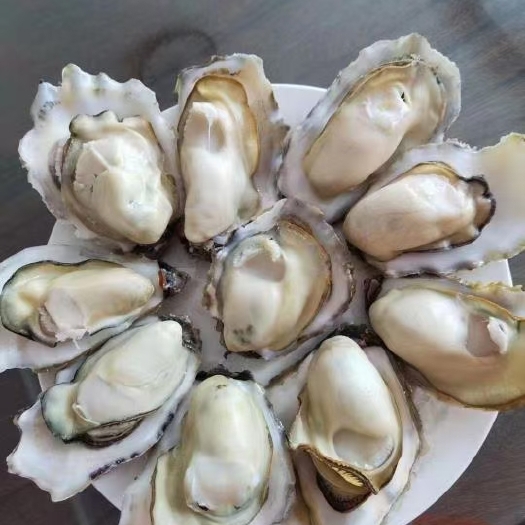 乳山市三倍体生蚝