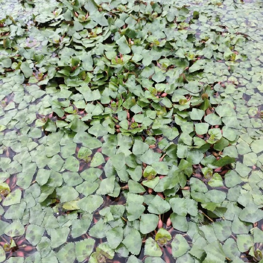 桂林菱角
