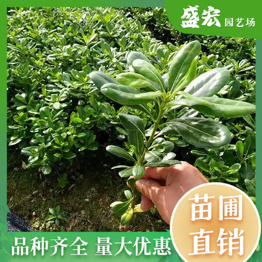 大量批发各规格海桐小苗，籽播苗 ，价格优惠 ，品种齐全。