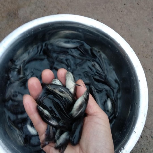 贵阳大口鲶鱼苗，量大从优，欢迎订购。