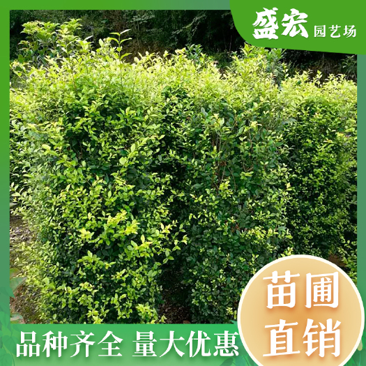 长沙大量出售金叶女贞柱子 湖南苗木基地直供 造型独特 货源足