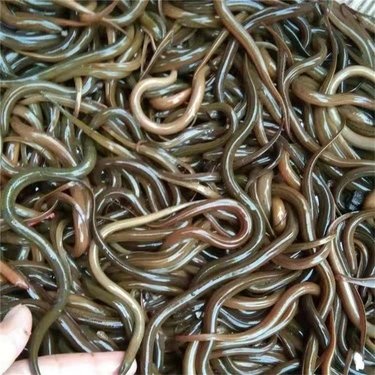 兴义市黄鳝苗，正大九号黄鳝苗，欢迎订购。黄鳝苗，