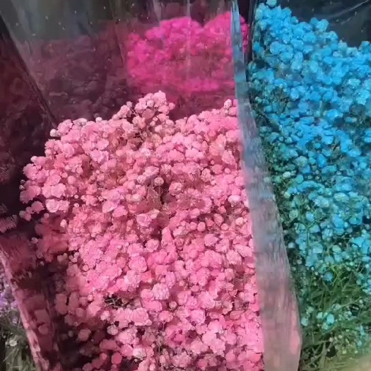 昆明满天星 产地直发 质量保证 量大从优