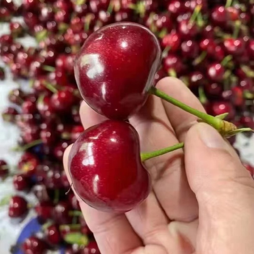 莒县山东临沂精品美早大樱桃产地直供货源充足保质保量全国可发货