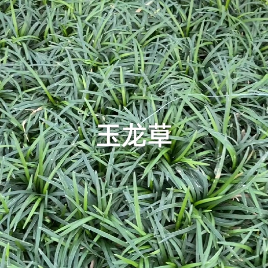 郴州玉龙草