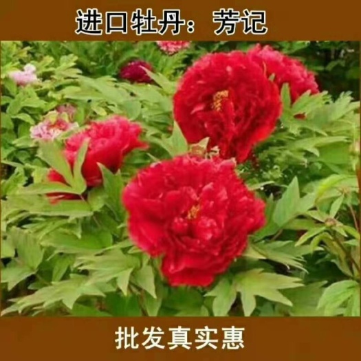 菏泽芳纪牡丹，菏泽正宗重瓣盆栽庭院绿植木本花卉，开花最红的牡丹。