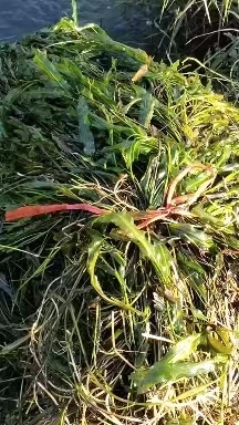 桂林眼子菜