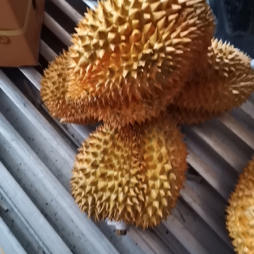 高碑店市金枕榴莲