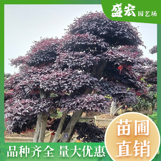 红花继木桩景，造型独特，树形优美，独立成景，招财旺主。