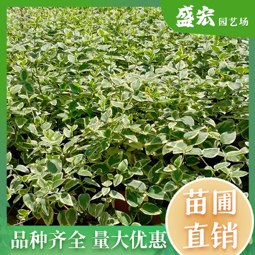 长沙长期供应优质花叶漫长春小苗 花叶蔓长春苗木批发 湖南苗圃直销
