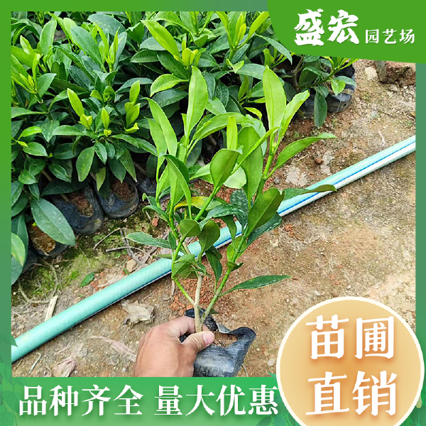 非洲茉莉苗非洲茉莉盆栽树苗绿化苗袋苗自产自销基地直供