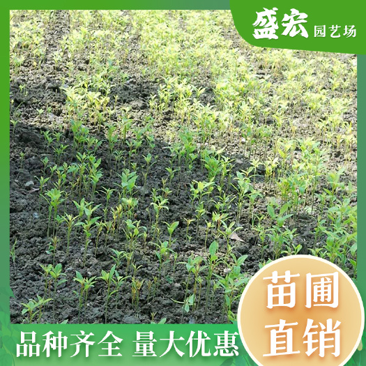基地批发金丝楠木小苗产地优惠价格杯苗质量粗壮园林绿化高档苗