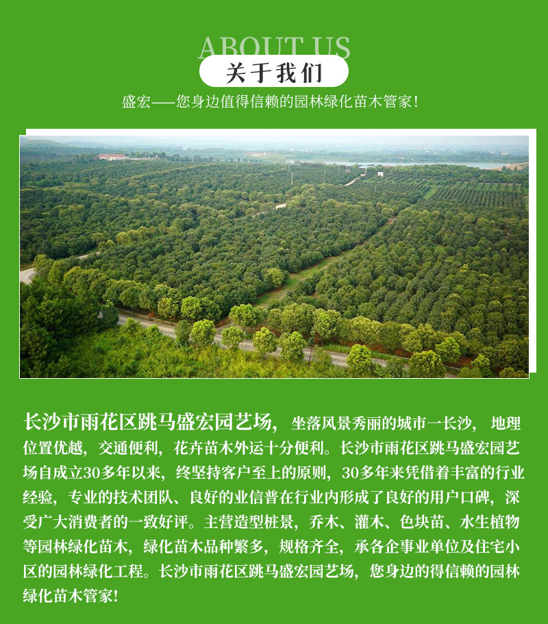 剑麻批发，又名凤尾兰， 园林绿化应用观赏植物 ，规格齐全。