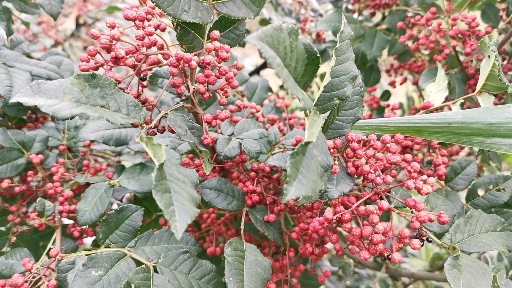 大红袍花椒 武都花椒 梅花椒