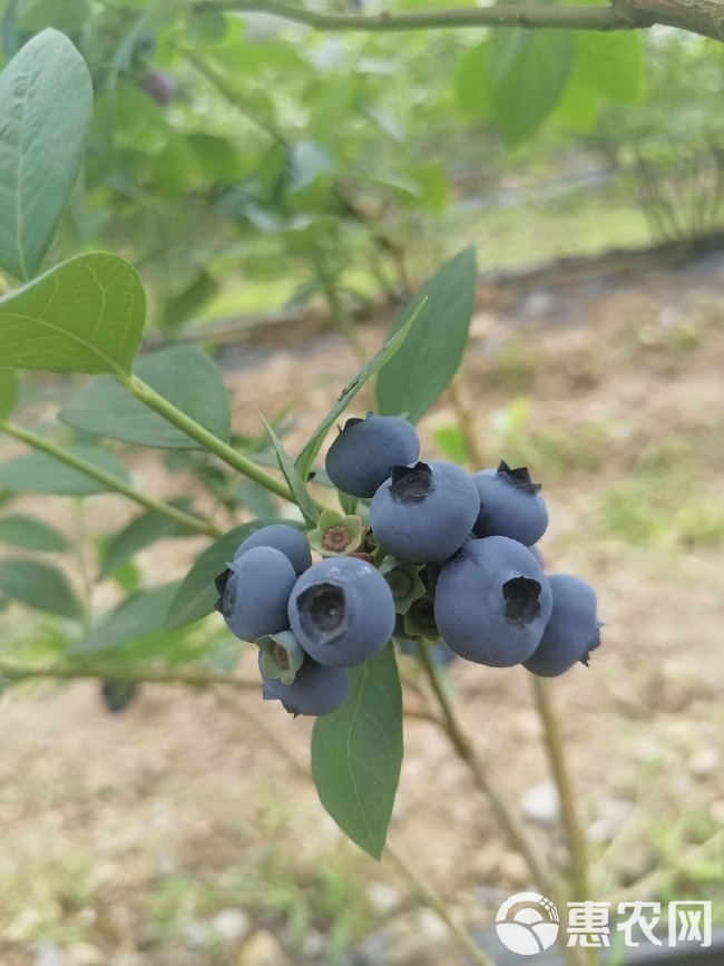L25蓝莓组培苗T3蓝莓苗，F6蓝莓苗提供种植技术
