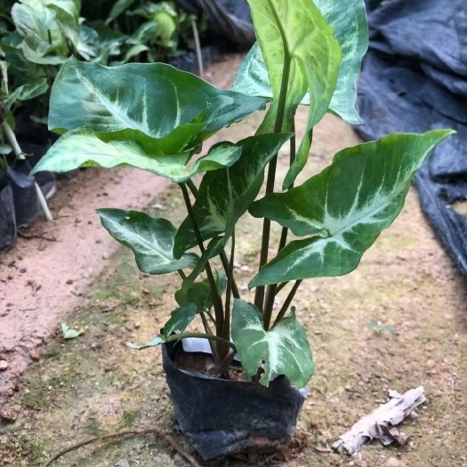 合果芋小苗袋苗杯苗地被灌木出售批发零售采购价格基地种植福建 