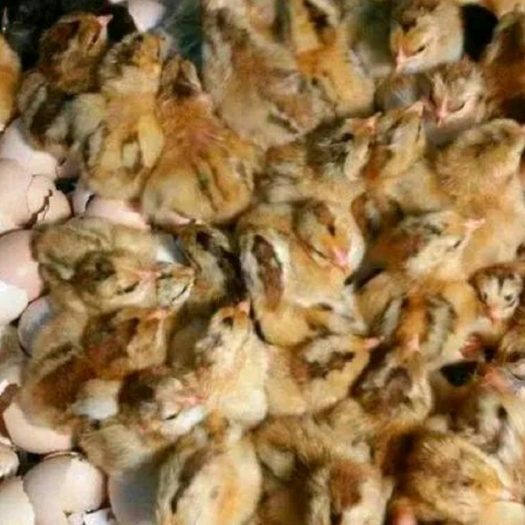 南宁清远鸡苗