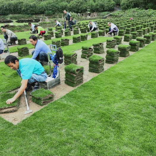 郴州马尼拉草卷