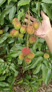 灵山县妃子笑荔枝