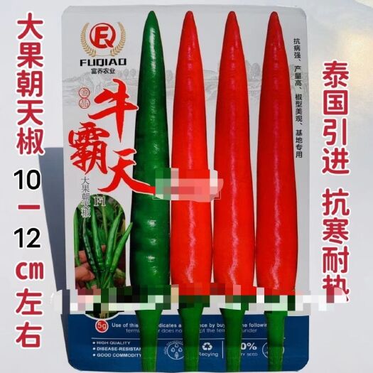 沭阳县牛霸天朝天椒种子 特大果泰国引进 基地专用朝天椒种子小米辣种