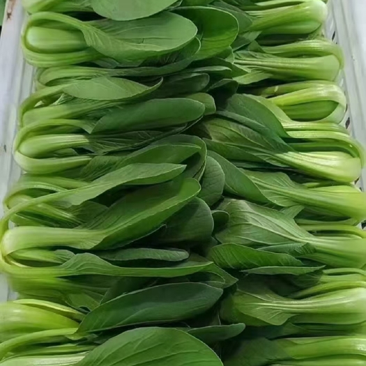 曹县上海青油菜快菜
