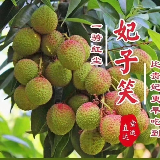 浦北县广西钦州浦北县妃子笑