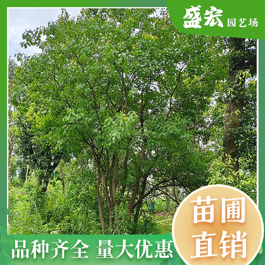精品乌桕，湖南基地批发，绿化工程用树，行道树，精品丛生乌柏树