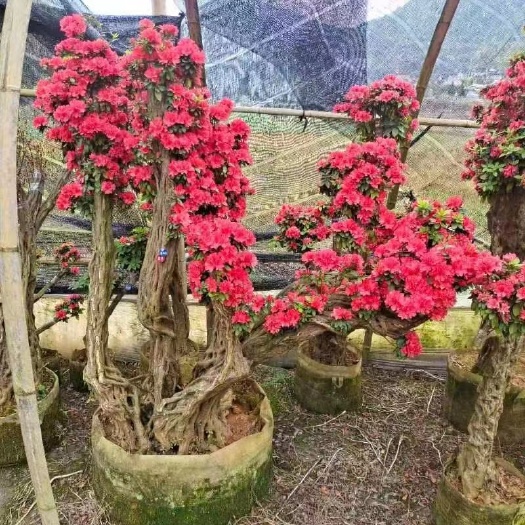 连城县映山红