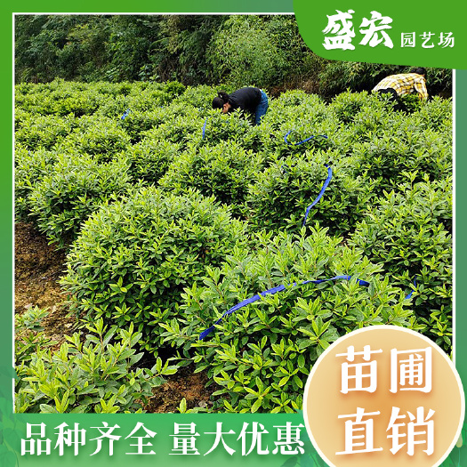 长沙湖南精品春鹃球批发常绿叶灌丛饱满圆润易成活高质量小叶春鹃球