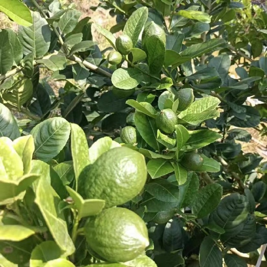岑溪市广东无籽香水柠檬苗（当年开花结果）