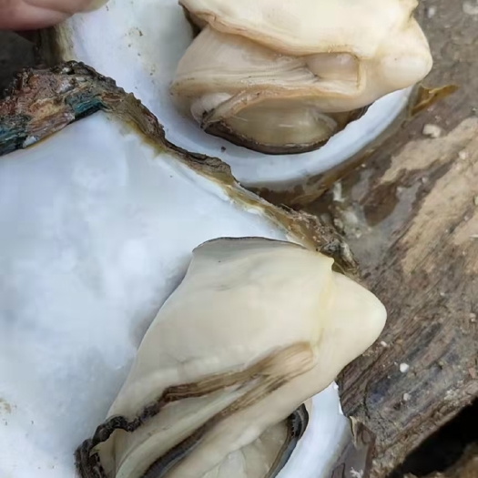 湛江三倍体生蚝