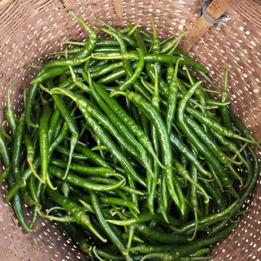 简阳市青辣椒