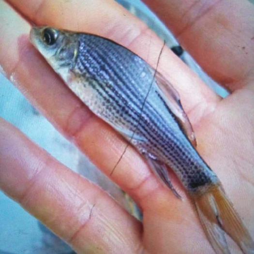 昆明岩鲤鱼苗，量大从优，欢迎订购。