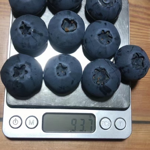 泰安L25蓝莓组培苗T3蓝莓苗，F6蓝莓苗提供种植技术