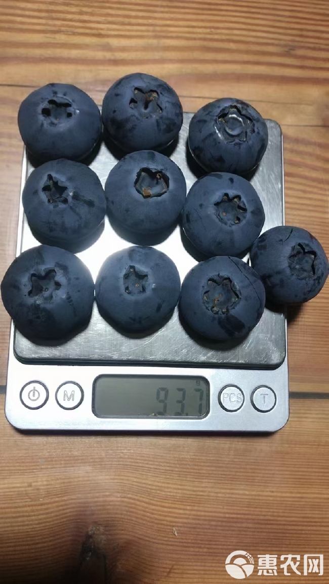 L25蓝莓组培苗T3蓝莓苗，F6蓝莓苗提供种植技术