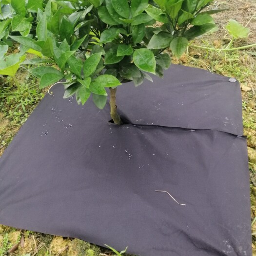 东光县防草布单片地布开口打孔除草布盖草抑草透气保湿可降解果树果园